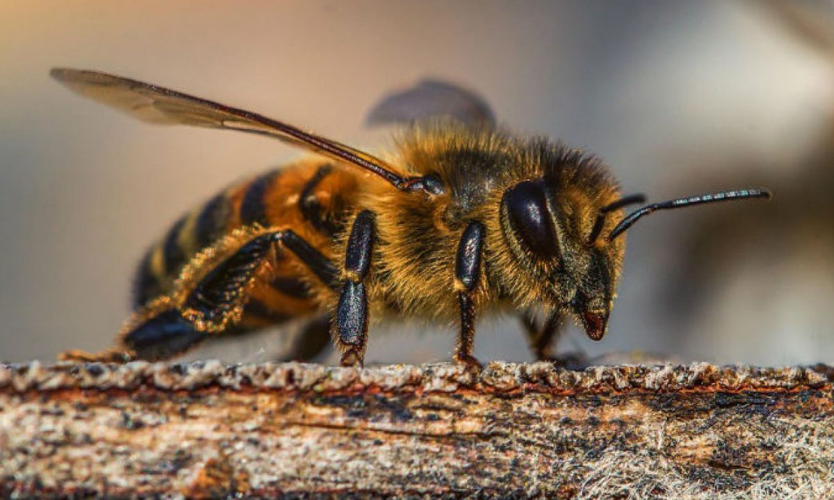 Manejo de abelhas com ferrão é o novo curso do Senar, Embrapa e ABELHA