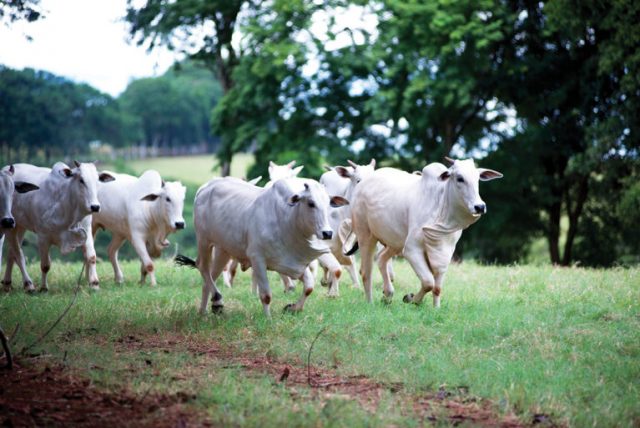 agro mata velha