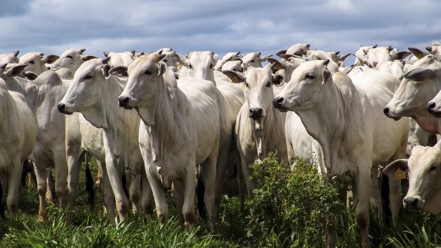 agropecuaria brasileira