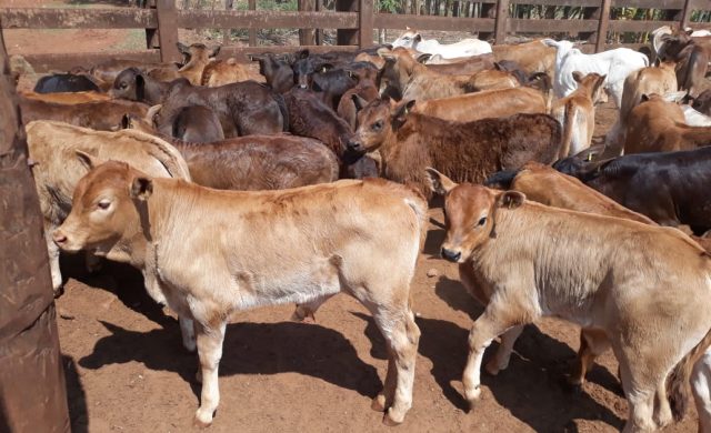 bezerros tricross fazenda cachoeirao