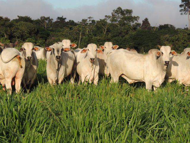 boiada-Fazenda-Joaíma