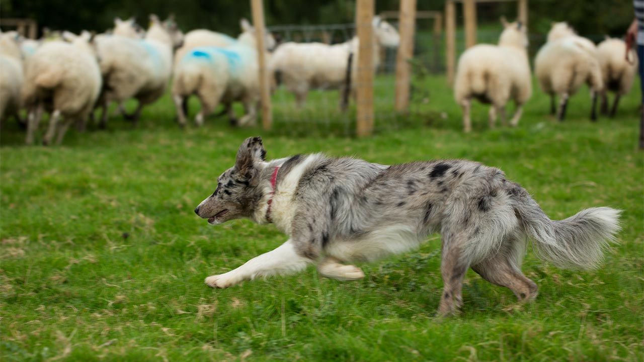 border colie pastoreano ovelhas