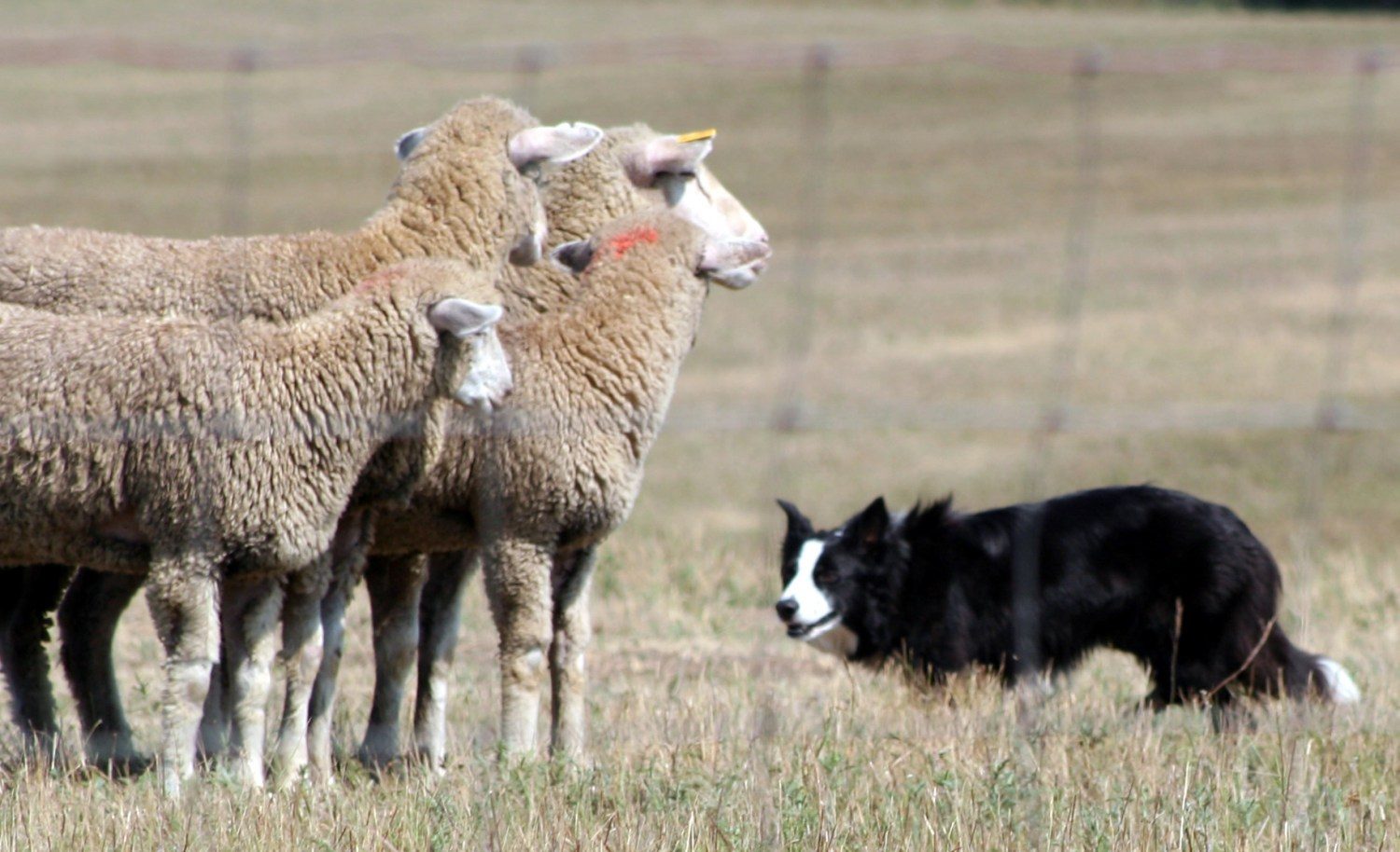 border colie pastoreano ovelhas