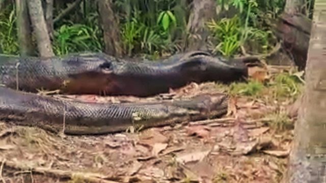 anaconda gigante flagrada no Brasil
