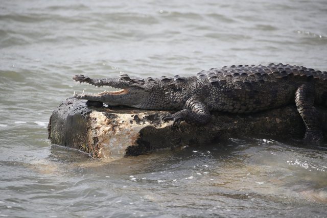 crocodilo