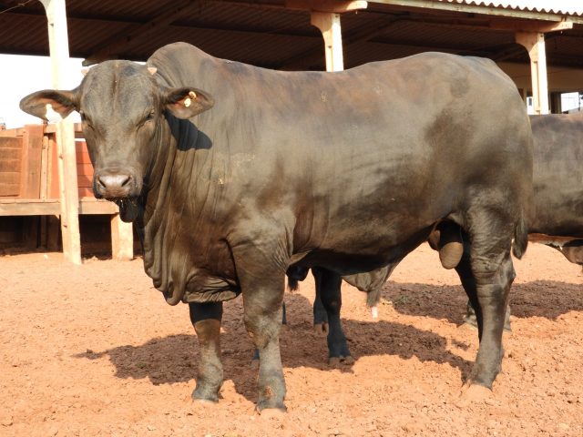 cruzamento angus nelore
