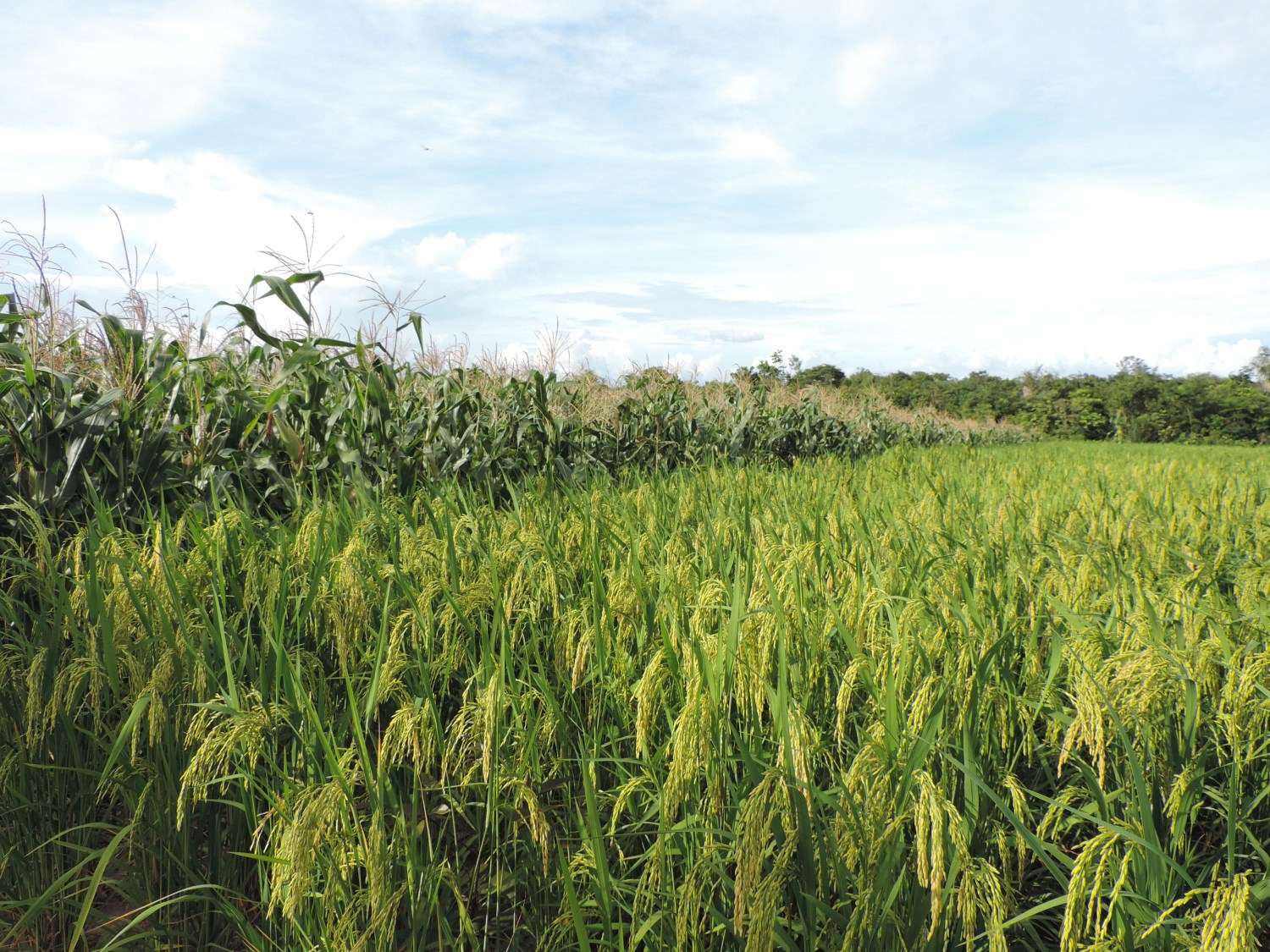 culturas arroz e milho 1