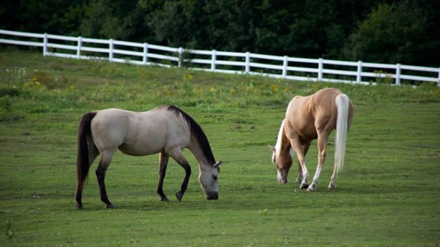 cavalos melhor pasto para equinos