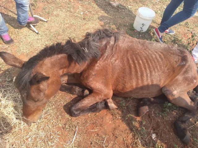 egua encontrada desnutrida