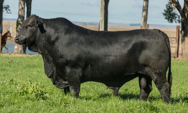 estilhaco touros brangus abs