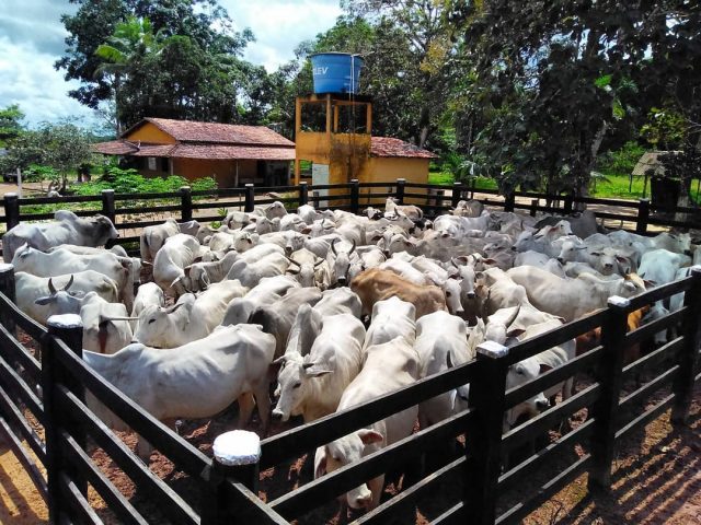 gado preparado para a vacinacao contra aftosa