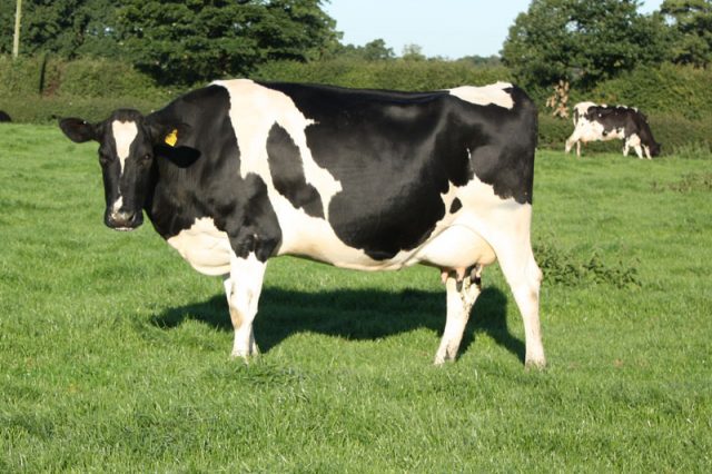 vaca leite holandesa