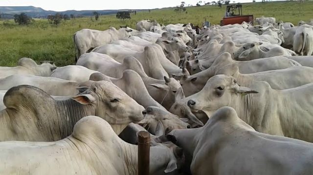 Suplementação barata para o gado, veja como fazer!