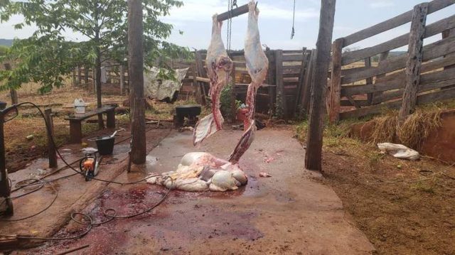 Polícia fecha frigorífico clandestino em fazenda
