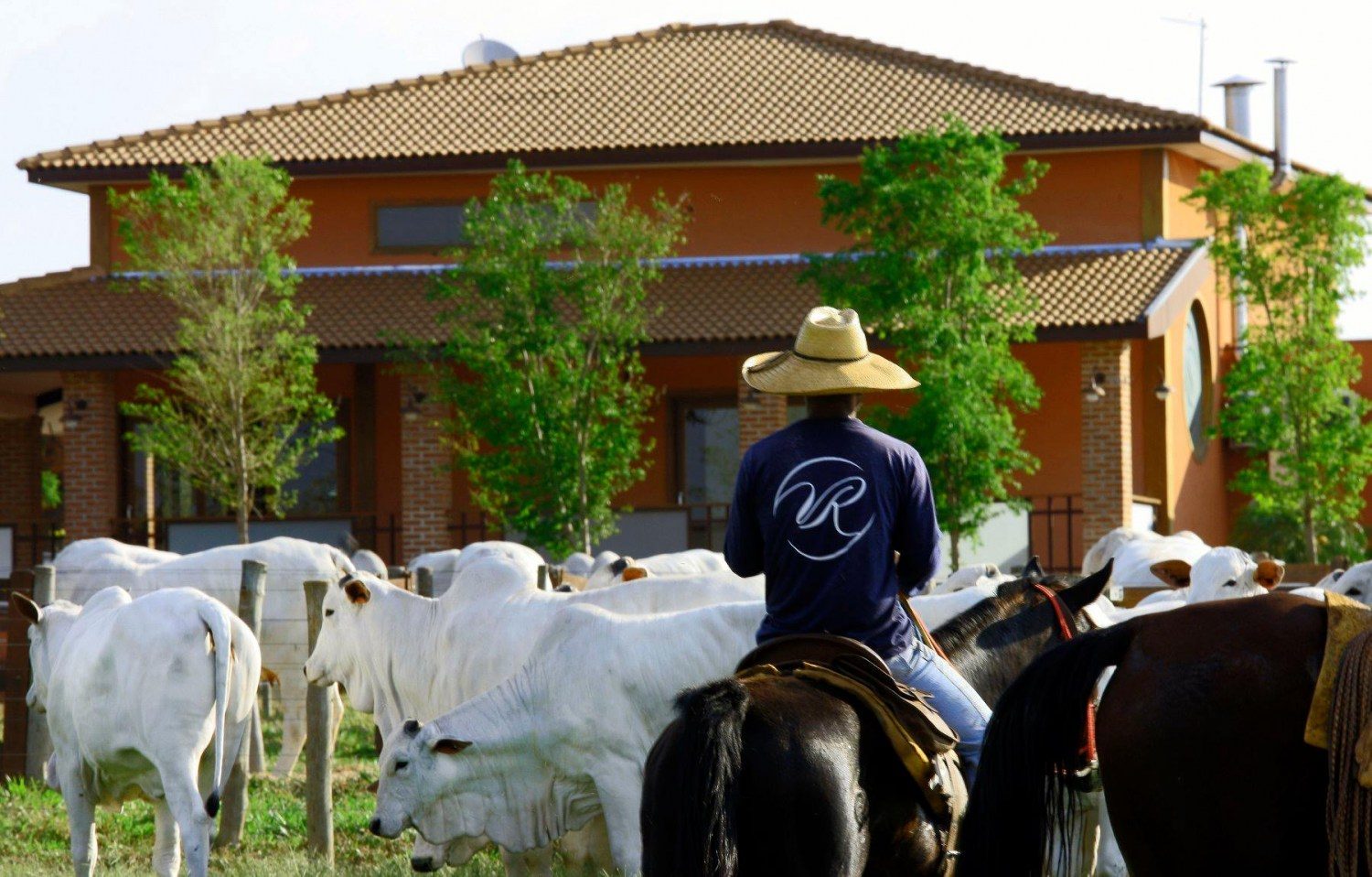 matrizes do grupo Agro Vila Real - peoes tocando vacada