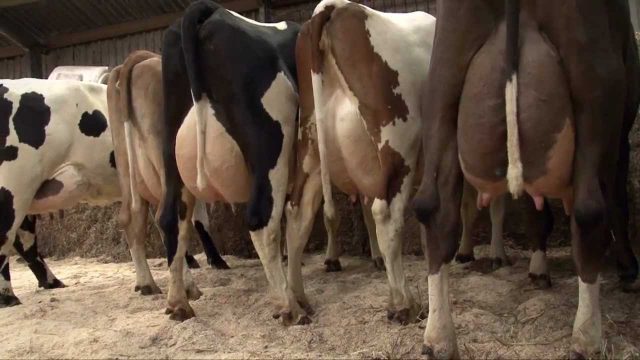 vaca de leite