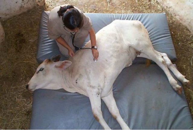 mortalidade-bovinos-brasil-plano-nacional-saude-animal-iveraldo-dutra