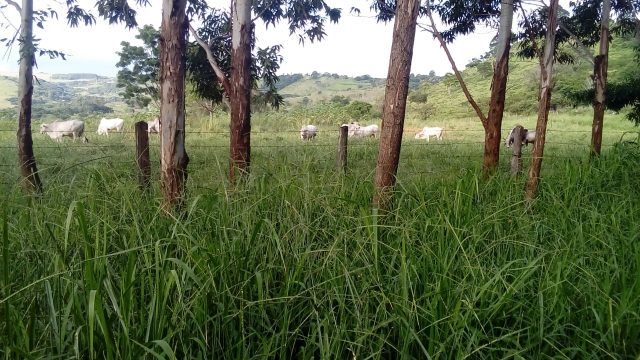 pecuaristas aumentam produtividade em dez vezes 2