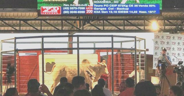 Touro Nelore PO/CEIP é valorizado em R$ 129.000