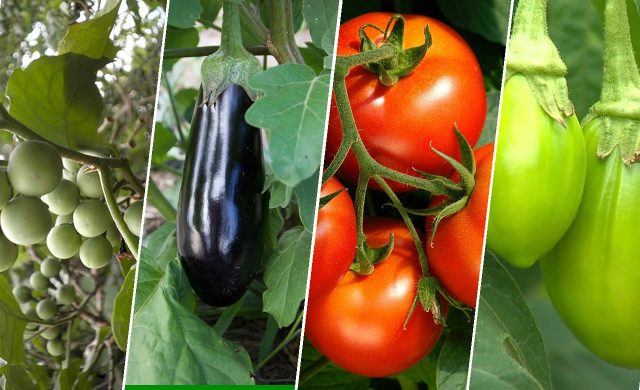quatro em um enxerto em plantas