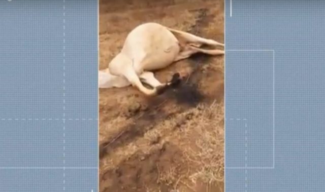 queda de fio causa morte de gado