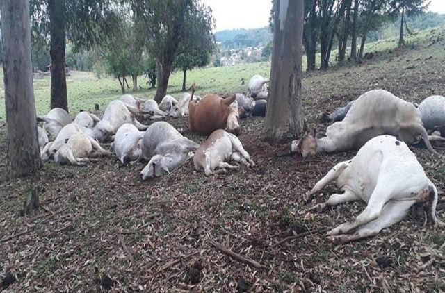 raio mata bovinos