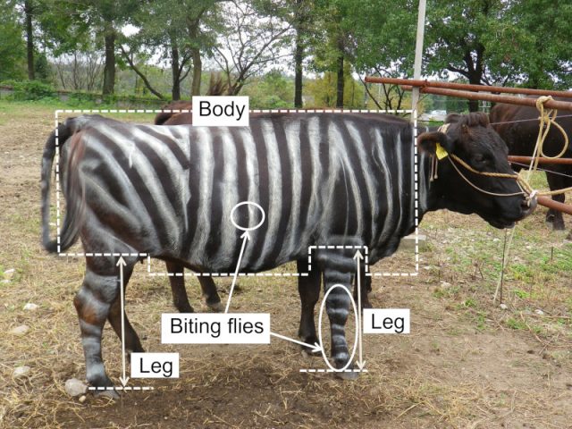 vaca pintada de zebra