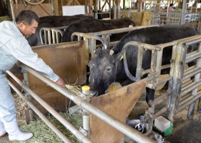 vaca clonada