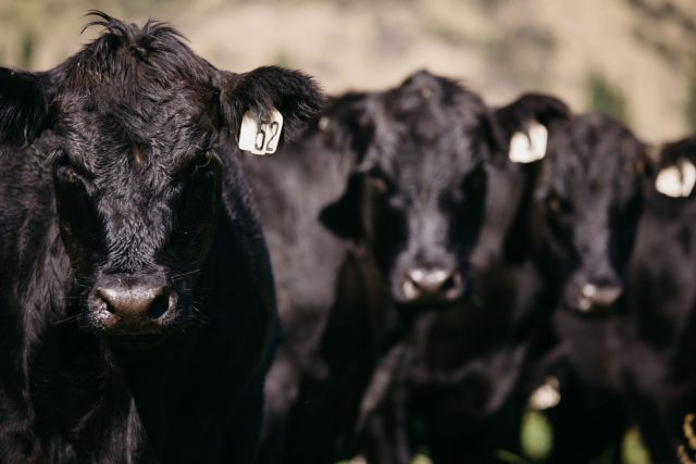 vacas angus