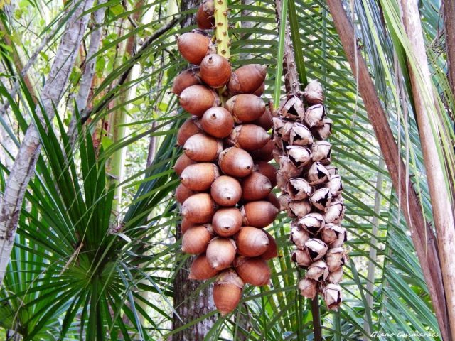 1-kg-coco-babacu-bago-