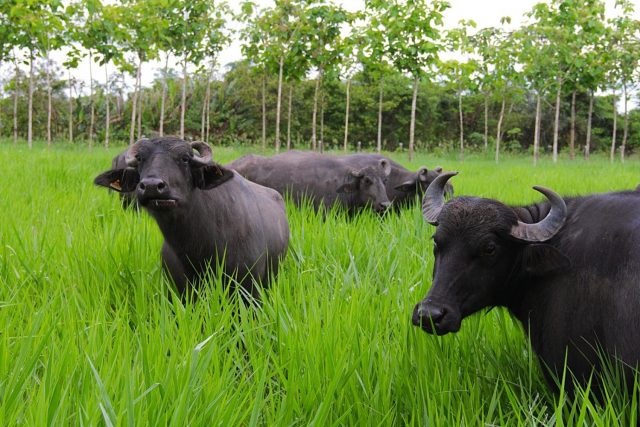 Teor de gordura da carne de búfalo é quase 50% inferior ao da bovina