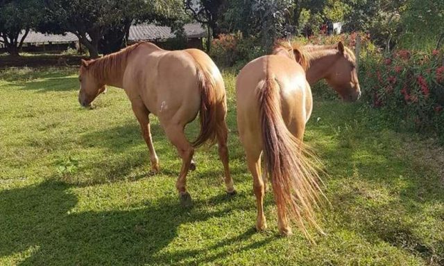 cavalos furtados em Sobradinho