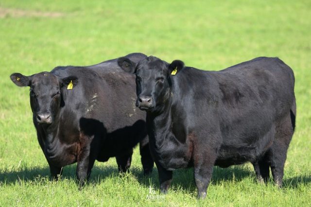 femeas da raca Angus