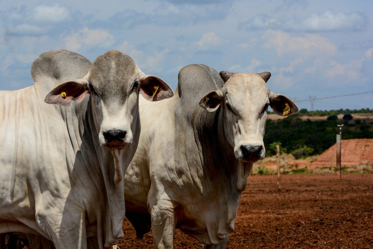 Arroba do boi bate R 206,00