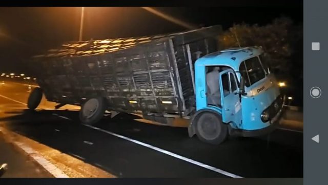 Gado furtado deixado em plena rodovia de Minas