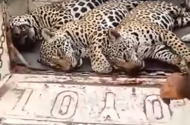 massacre das onças feito pelo Carrapicho