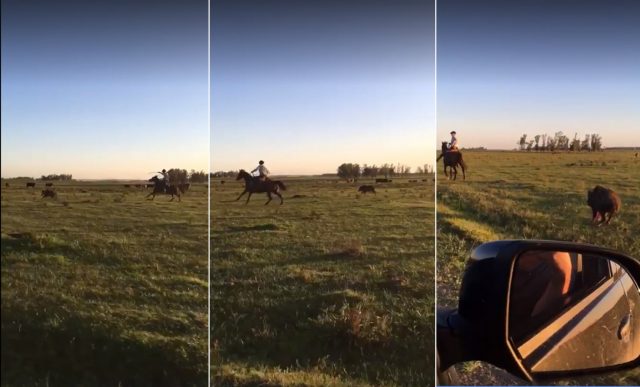 Peão a cavalo pega Javali no laço, vídeo é impressionante!