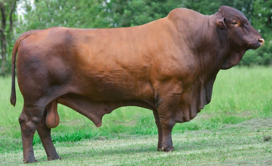 Touro Santa Gertrudis é opção para quem quer produzir carne gourmet