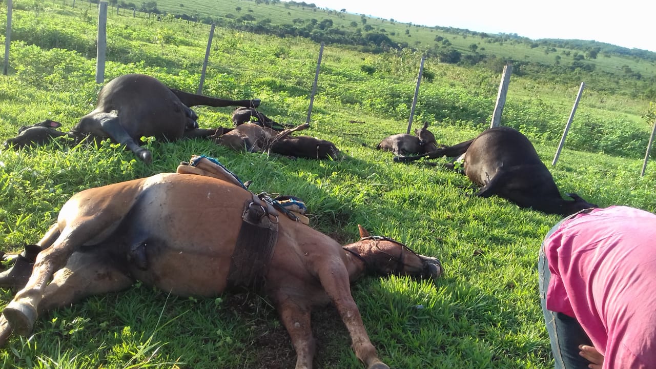 Raio mata peão e dois cavalos durante passeio - CompreRural