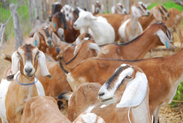 cabras nordeste brasileiro 1