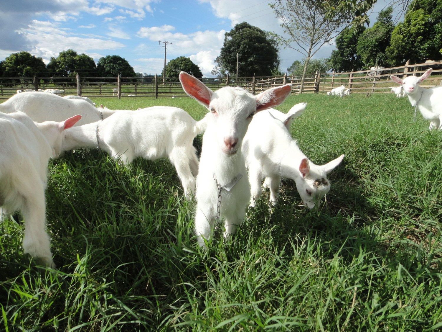 cabras nordeste brasileiro