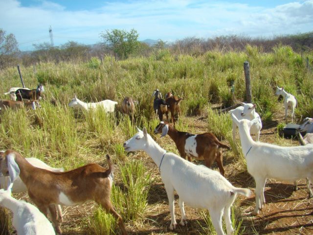 cabras nordeste brasileiro 3