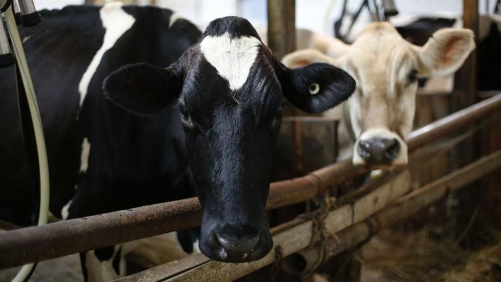 vacas levadas por furacão achadas viva