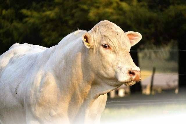 Canchim é aposta para cruzamento industrial