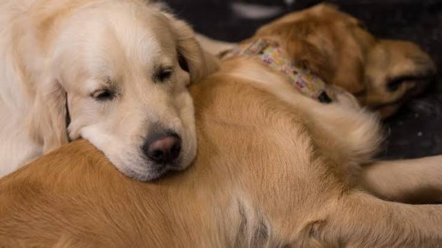 Casal oferece R$ 165 mil ao ano a interessados em cuidar de cães em mansão