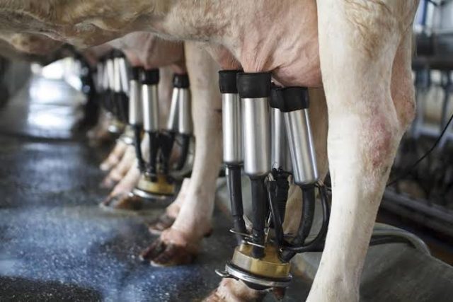 fazenda passa a produzir 7 mil litros de leite por dia