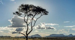 área recuperada cerrado