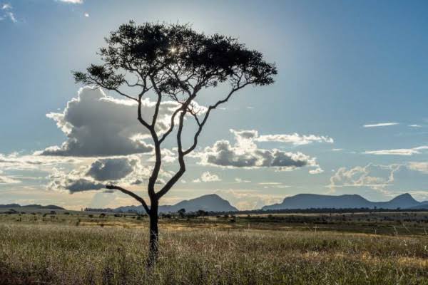 área recuperada cerrado