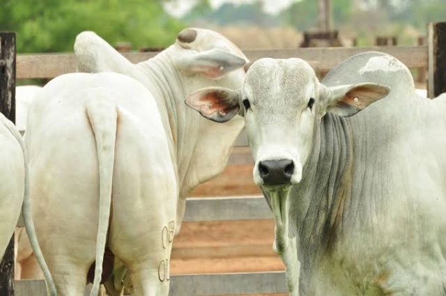 como calcular os custos de produção do gado de corte