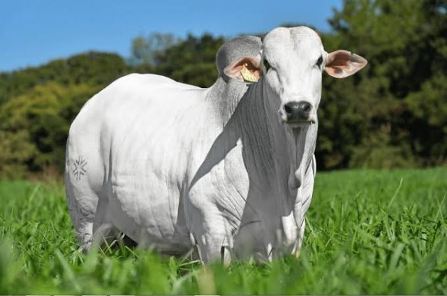 boi gordo'